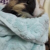 Guinea Pig, Kemirgen  Alvin ve Yakışıklı fotoğrafı