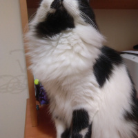 Tekir Kedi, Kedi  Mia fotoğrafı