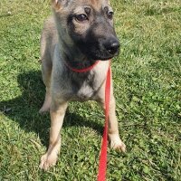 Belçika Malinois, Köpek  Mişa fotoğrafı