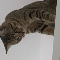Tekir Kedi, Kedi  Boncuk fotoğrafı