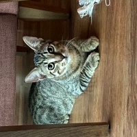 Tekir Kedi, Kedi  Boncuk fotoğrafı