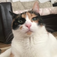 Tekir Kedi, Kedi  Pakizesu fotoğrafı