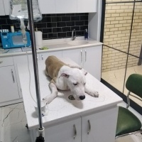 Amerikan Staffordshire Terrier, Köpek  odin fotoğrafı