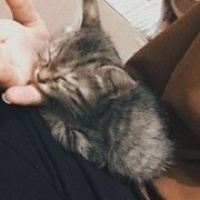 Soke, Kedi  Bıdık fotoğrafı