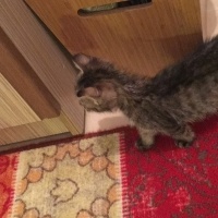 Soke, Kedi  Bıdık fotoğrafı