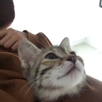 Soke, Kedi  Bıdık fotoğrafı