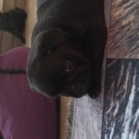 Pug, Köpek  Pug fotoğrafı
