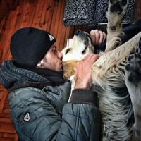 Golden Retriever, Köpek  Marlin fotoğrafı