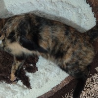 Tekir Kedi, Kedi  Minnos fotoğrafı
