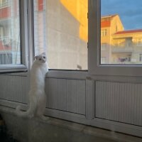 Scottish Fold, Kedi  pers fotoğrafı