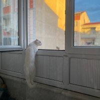 Scottish Fold, Kedi  pers fotoğrafı