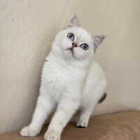 Scottish Fold, Kedi  pers fotoğrafı