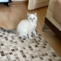 Scottish Fold, Kedi  pers fotoğrafı