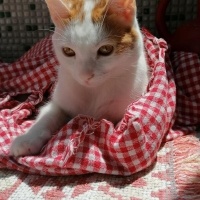 Sarman, Kedi  Balım fotoğrafı