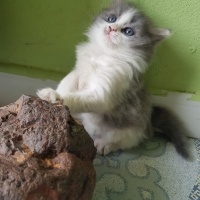British Shorthair, Kedi  şila fotoğrafı