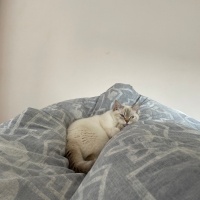 British Shorthair, Kedi  şila fotoğrafı