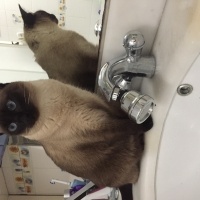 Siyam Kedisi, Kedi  pati fotoğrafı