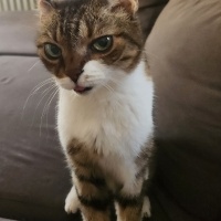 Tuxedo (Smokin) Kedi, Kedi  Pıt fotoğrafı