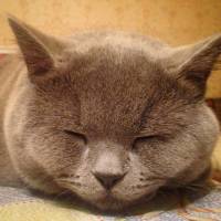 British Shorthair, Kedi  Ventura fotoğrafı