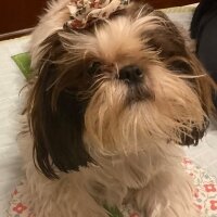 Shih Tzu, Köpek  Maggie fotoğrafı