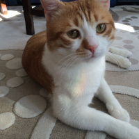 Tekir Kedi, Kedi  Pati  fotoğrafı