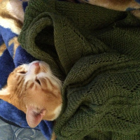 Tekir Kedi, Kedi  Pati  fotoğrafı
