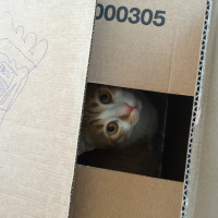 Tekir Kedi, Kedi  Pati  fotoğrafı