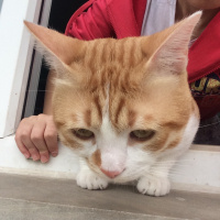 Tekir Kedi, Kedi  Pati  fotoğrafı