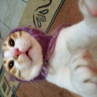 Tekir Kedi, Kedi  Pati  fotoğrafı