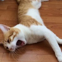 Tekir Kedi, Kedi  Pati  fotoğrafı