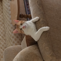 Tekir Kedi, Kedi  Pati  fotoğrafı
