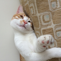 Tekir Kedi, Kedi  Pati  fotoğrafı