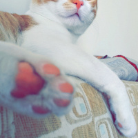 Tekir Kedi, Kedi  Pati  fotoğrafı