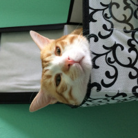 Tekir Kedi, Kedi  Pati  fotoğrafı