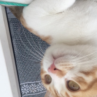 Tekir Kedi, Kedi  Pati  fotoğrafı