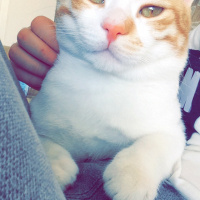 Tekir Kedi, Kedi  Pati  fotoğrafı