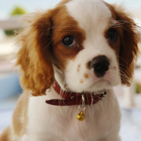 Cavalier King Charles Spanieli, Köpek  Tarçın fotoğrafı