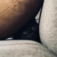 Tekir Kedi, Kedi  Zeytin fotoğrafı