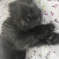 Tekir Kedi, Kedi  Zeytin fotoğrafı