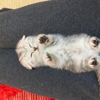 Scottish Fold, Kedi  Bella fotoğrafı