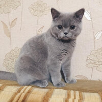 British Shorthair, Kedi  Ela fotoğrafı