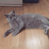 British Shorthair, Kedi  Ela fotoğrafı