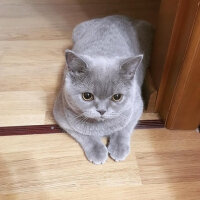 British Shorthair, Kedi  Ela fotoğrafı