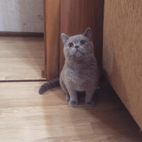 British Shorthair, Kedi  Ela fotoğrafı