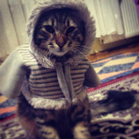 Tekir Kedi, Kedi  Kekik fotoğrafı