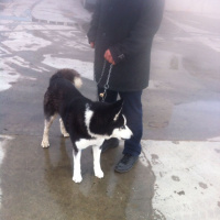 Sibirya Kurdu (Husky), Köpek  Herkul fotoğrafı