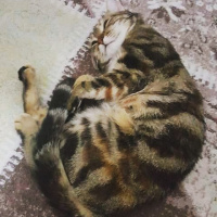 Tekir Kedi, Kedi  yumak fotoğrafı