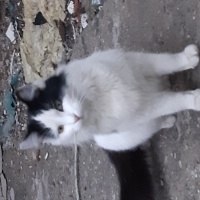 Tekir Kedi, Kedi  tekir fotoğrafı