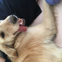 Golden Retriever, Köpek  Betül fotoğrafı