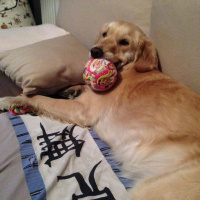 Golden Retriever, Köpek  Betül fotoğrafı
